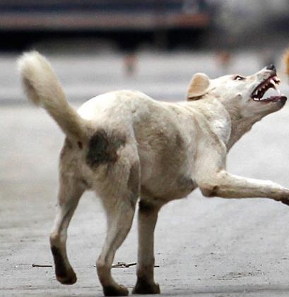 Stray dogs may be the origin of coronavirus pandemic: Study