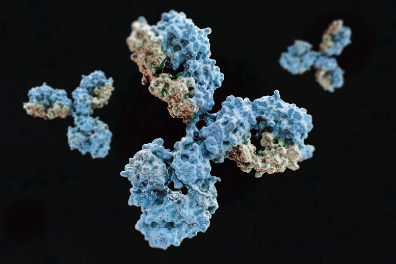 Researchers find antibody that blocks infection by coronavirus in cells