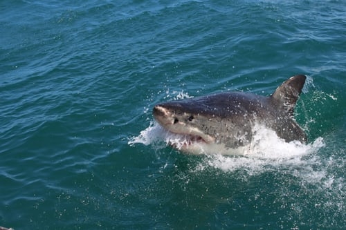 Surfer killed by shark in California