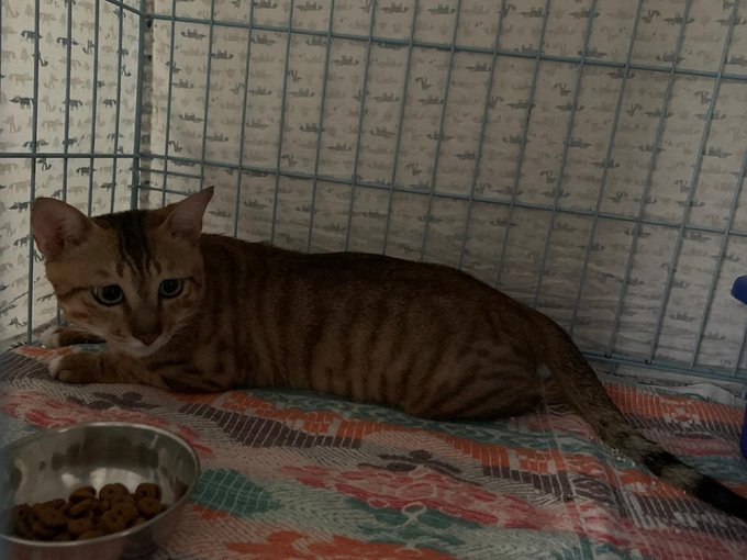 Stowaway cat from China freed after 3 months in quarantine