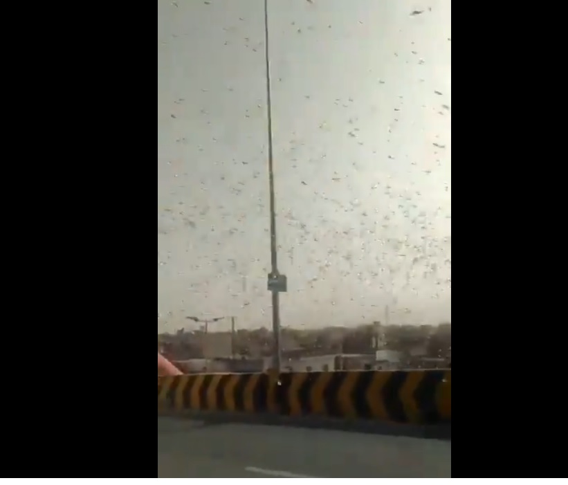 Locusts reach Jhansi, officials on alert