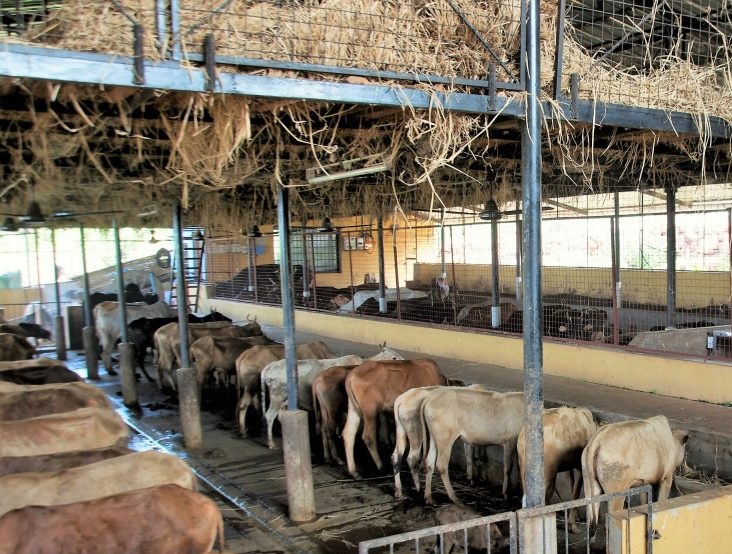 MLA funds can be used for cow shelters in UP